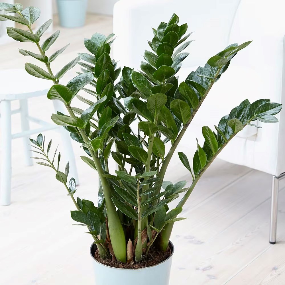 Zamioculcas Zamiifolia | Fern Arum