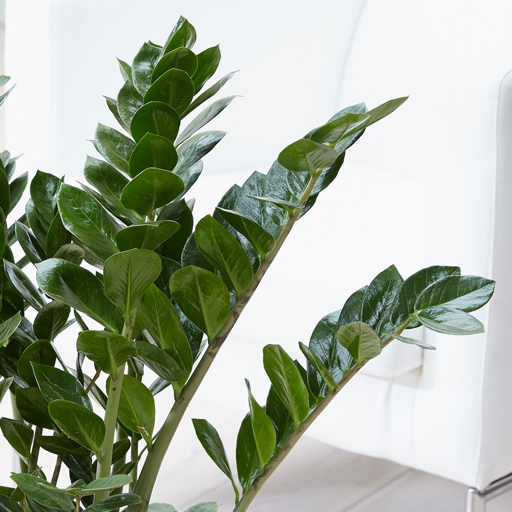 Zamioculcas Zamiifolia | Fern Arum