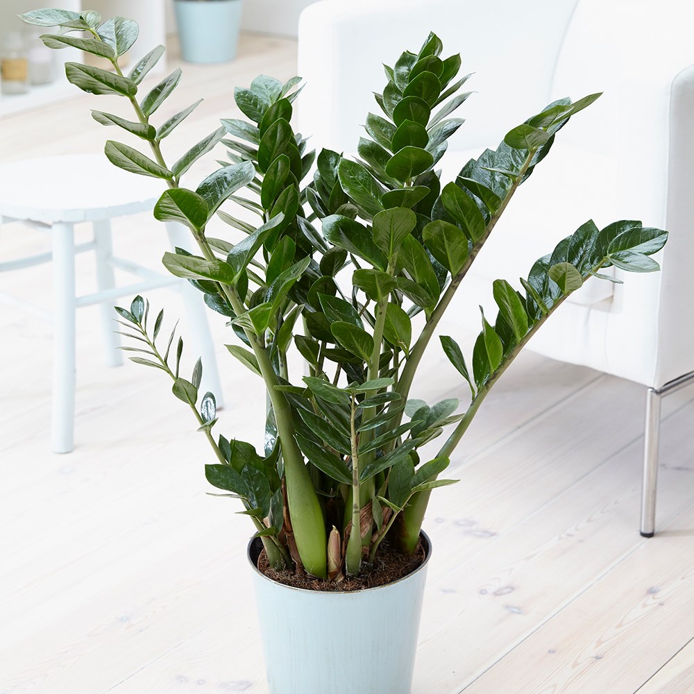 Zamioculcas Zamiifolia | Fern Arum