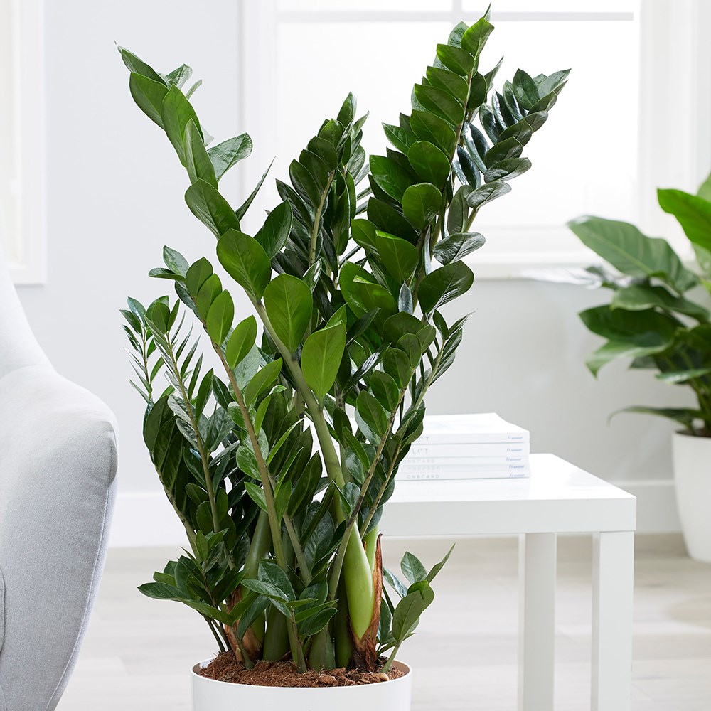 Zamioculcas Zamiifolia | Fern Arum