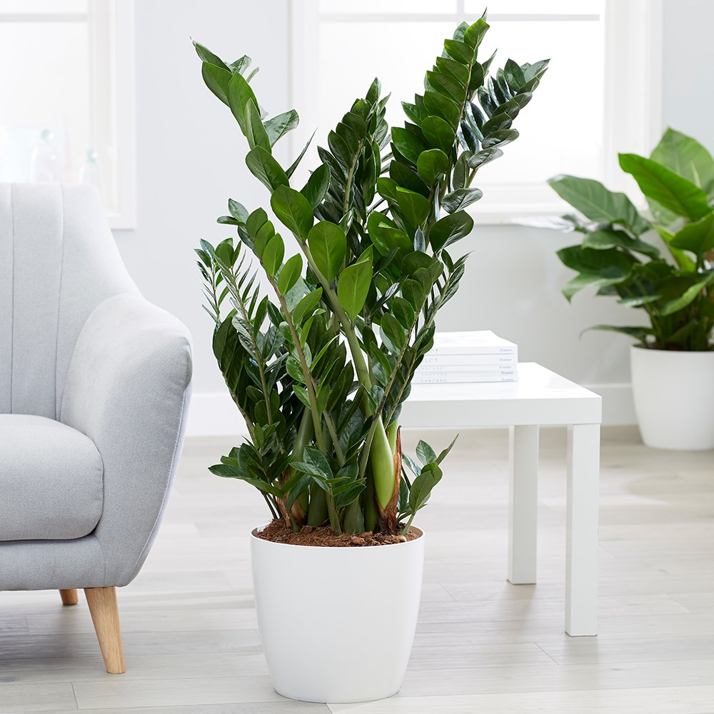 Zamioculcas Zamiifolia | Fern Arum