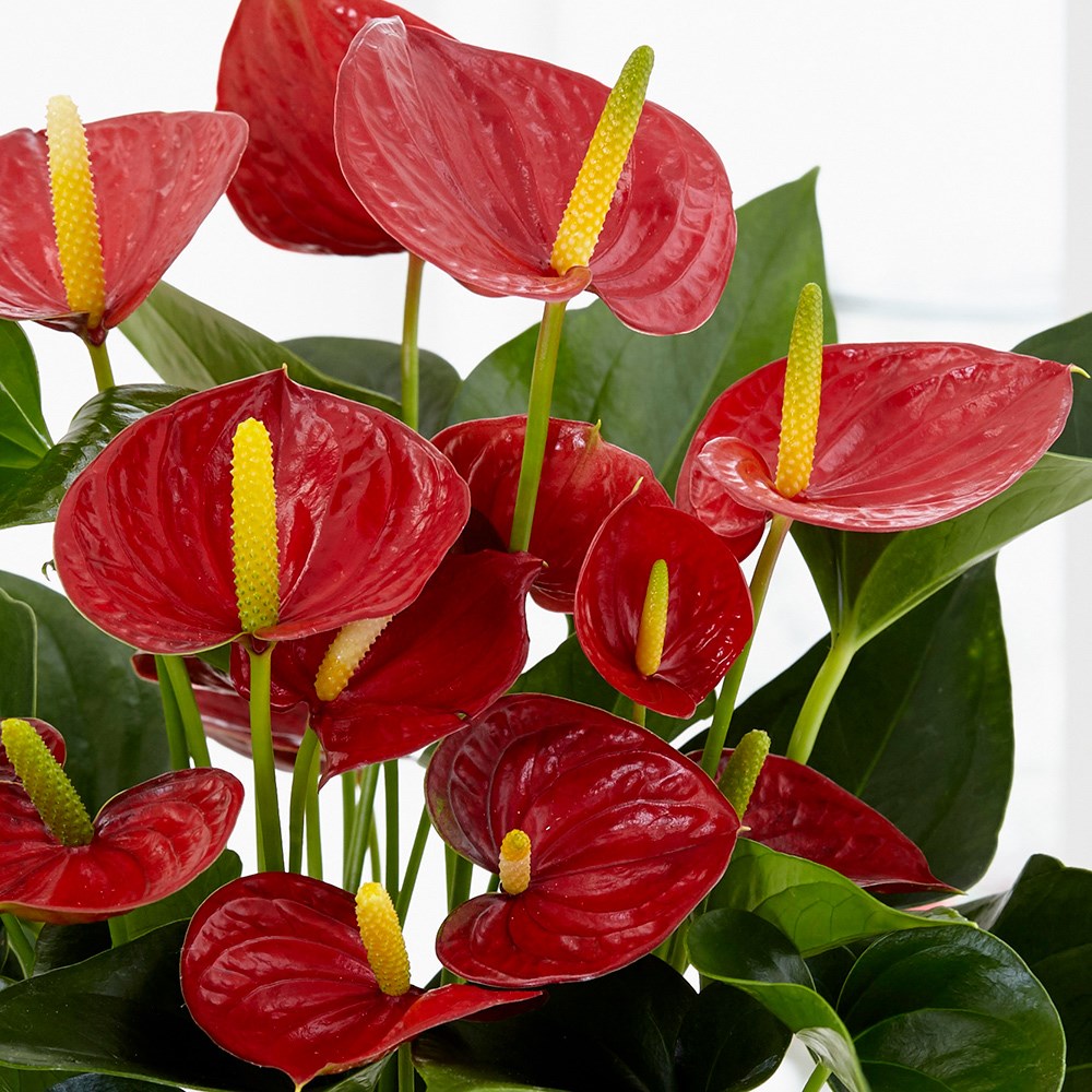 Anthurium Red Champion | Flamingo Flower