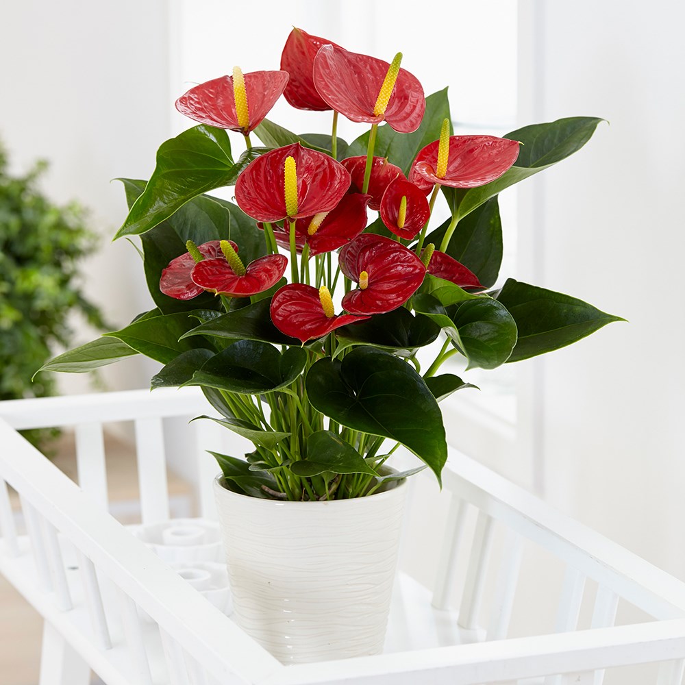 Anthurium Red Champion | Flamingo Flower