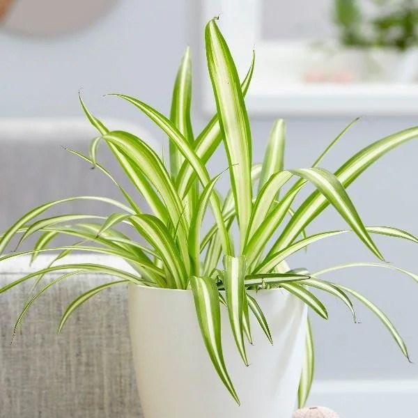 Chlorophytum Comosum Variegatum | Variegated Spider Plant