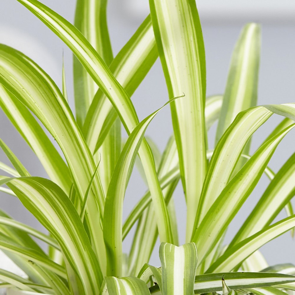 Chlorophytum Comosum Variegatum | Variegated Spider Plant