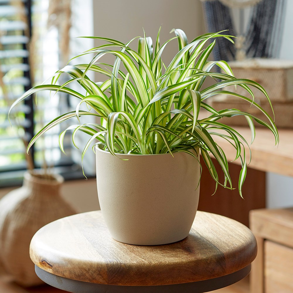 Chlorophytum Comosum Variegatum | Variegated Spider Plant