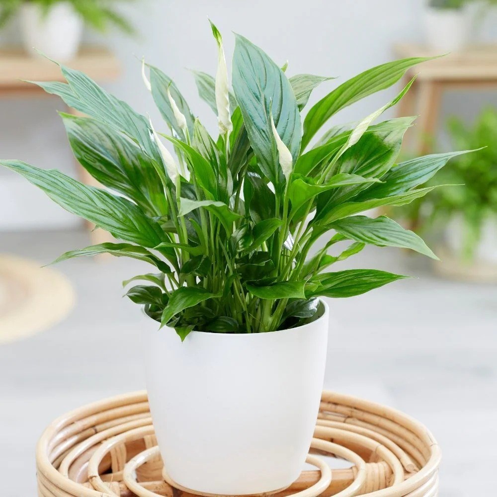 Spathiphyllum Wallisii Bellini | Peace Lily