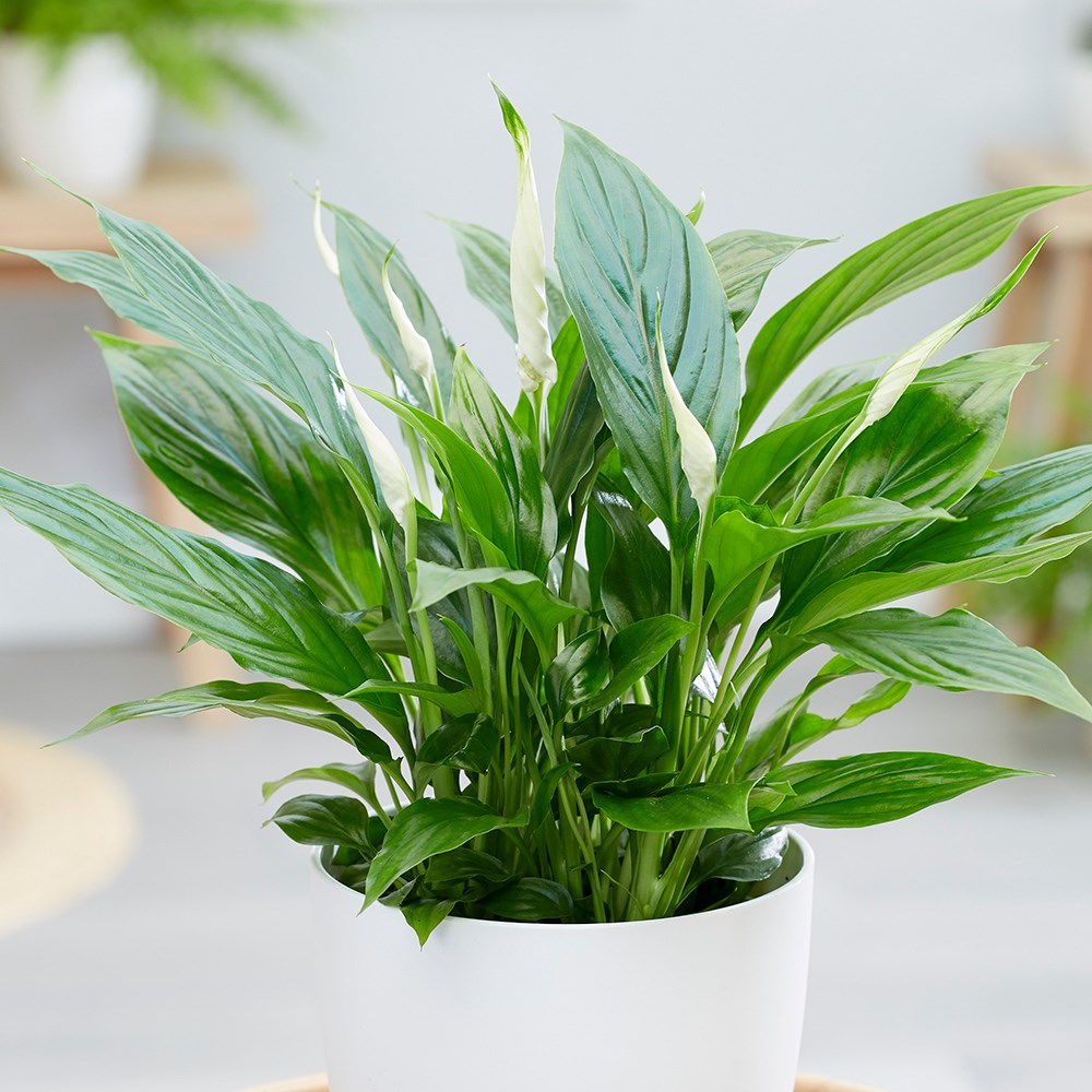 Spathiphyllum Wallisii Bellini | Peace Lily
