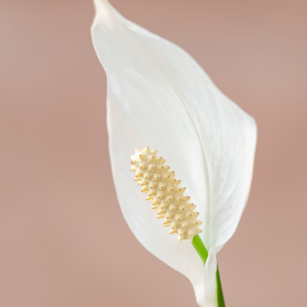 Spathiphyllum Wallisii Bellini | Peace Lily