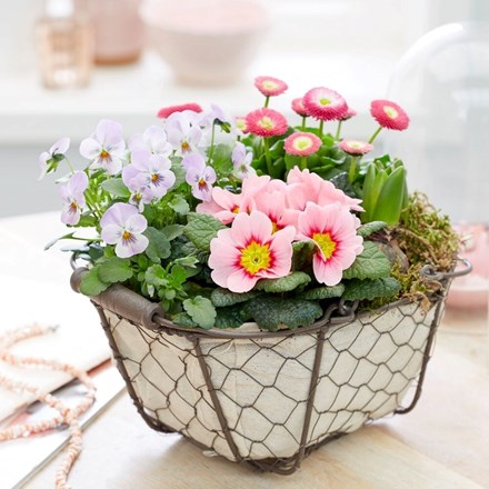 Garden Trug with Pink Spring Flowers | Garden Trug