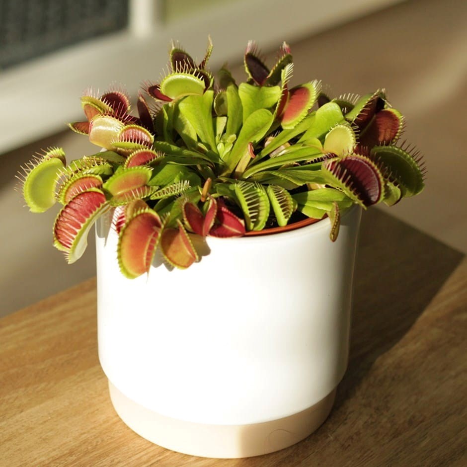 Venus Fly Trap Dionaea Muscipula | Dionaea Muscipula