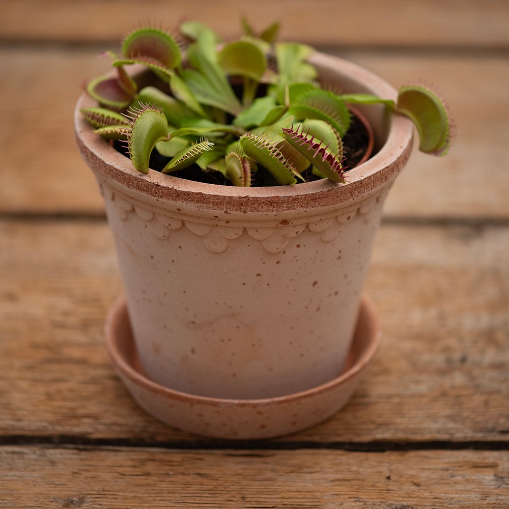 Venus Fly Trap Dionaea Muscipula | Dionaea Muscipula