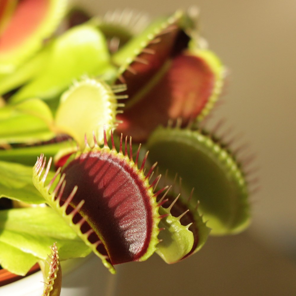 Venus Fly Trap Dionaea Muscipula | Dionaea Muscipula