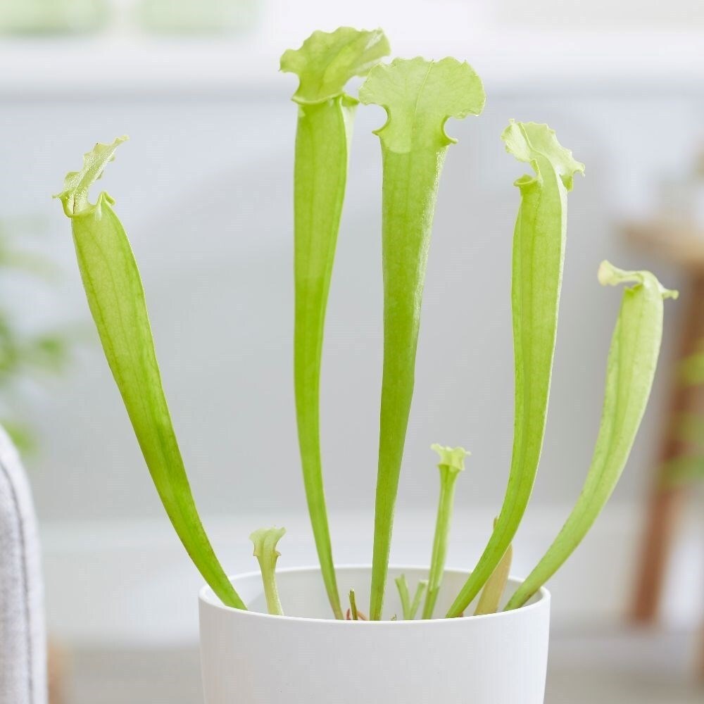 Sarracenia flava Redneck | Yellow Fly Killing Pitcher Plantedneck