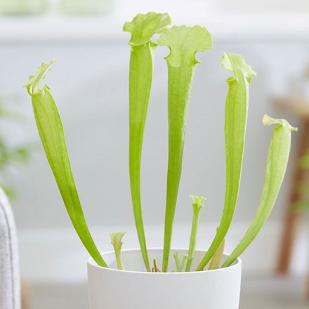 Sarracenia flava | Yellow Fly Killing Pitcher Plant