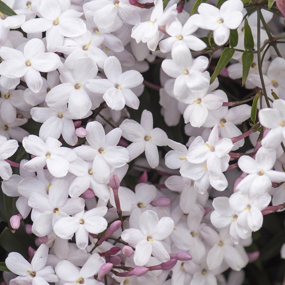 Jasminum Polyanthum | Scented Chinese Jasmine