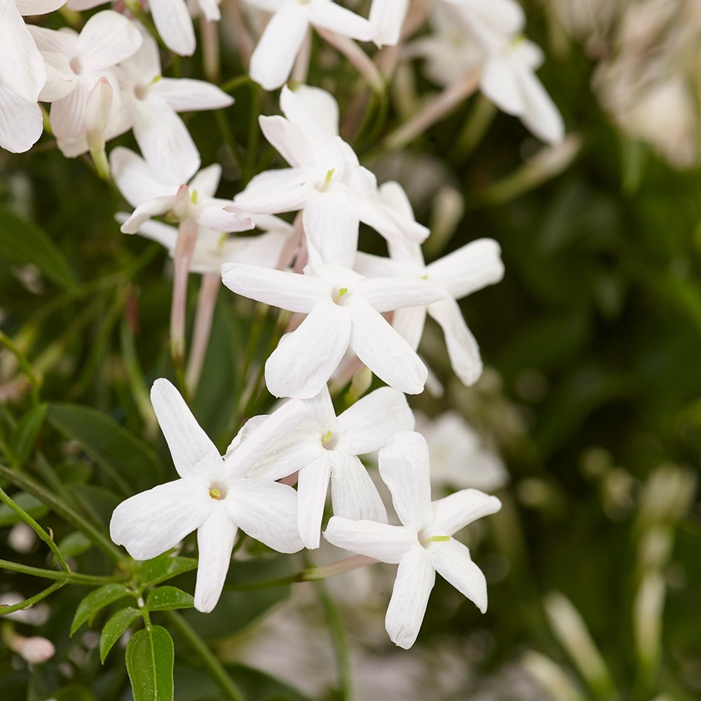 Jasminum Polyanthum | Scented Chinese Jasmine
