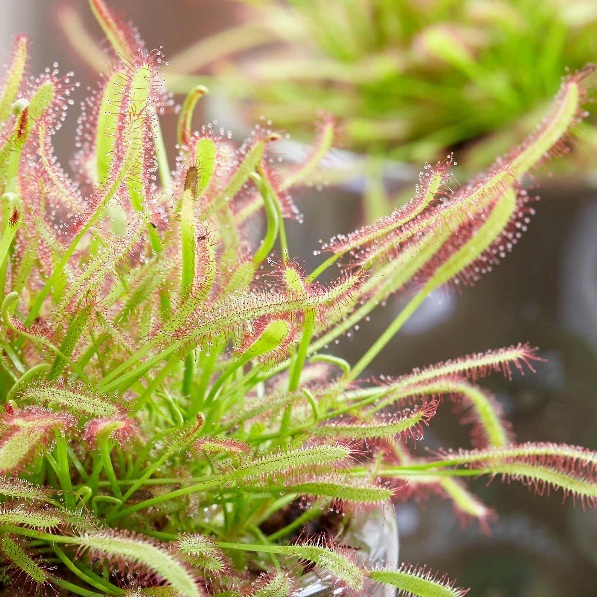Drosera capensis | Cape Sundew