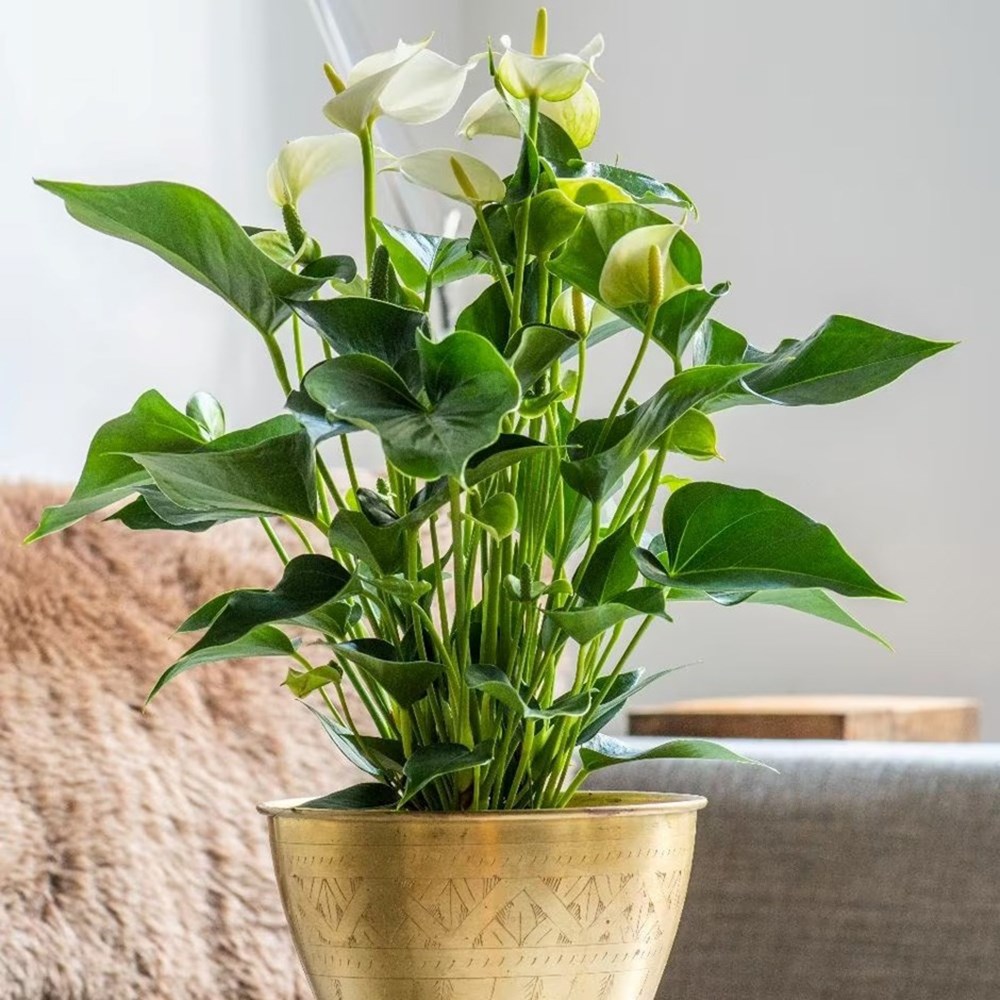 Anthurium White Champion | Flamingo Flower