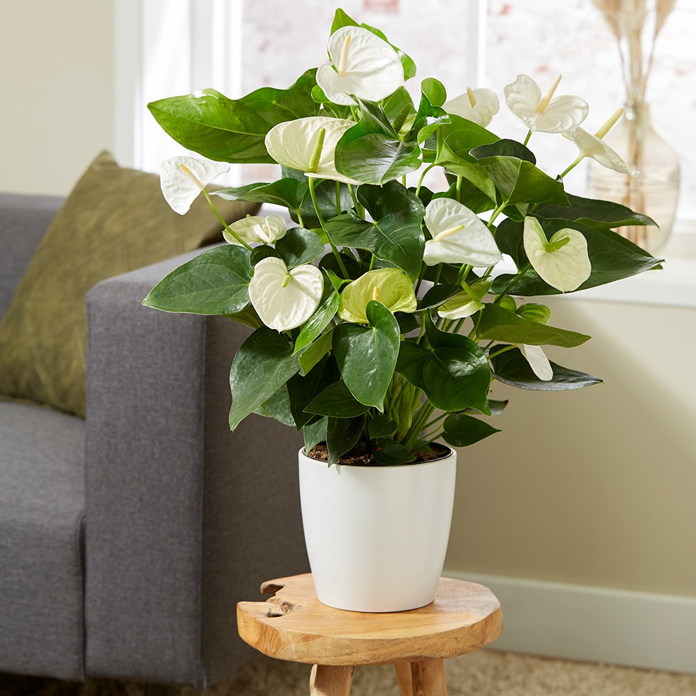 Anthurium White Champion | Flamingo Flower