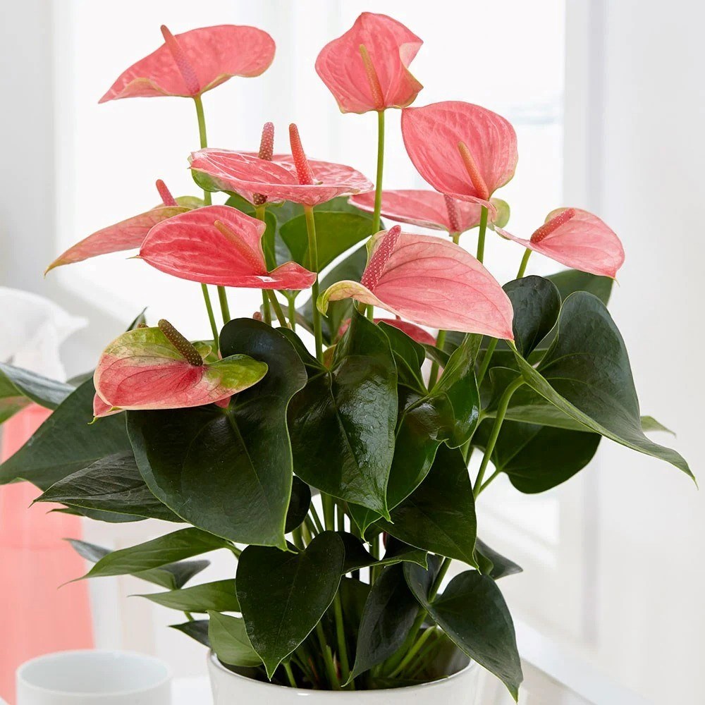 Anthurium Pink Champion | Flamingo Flower