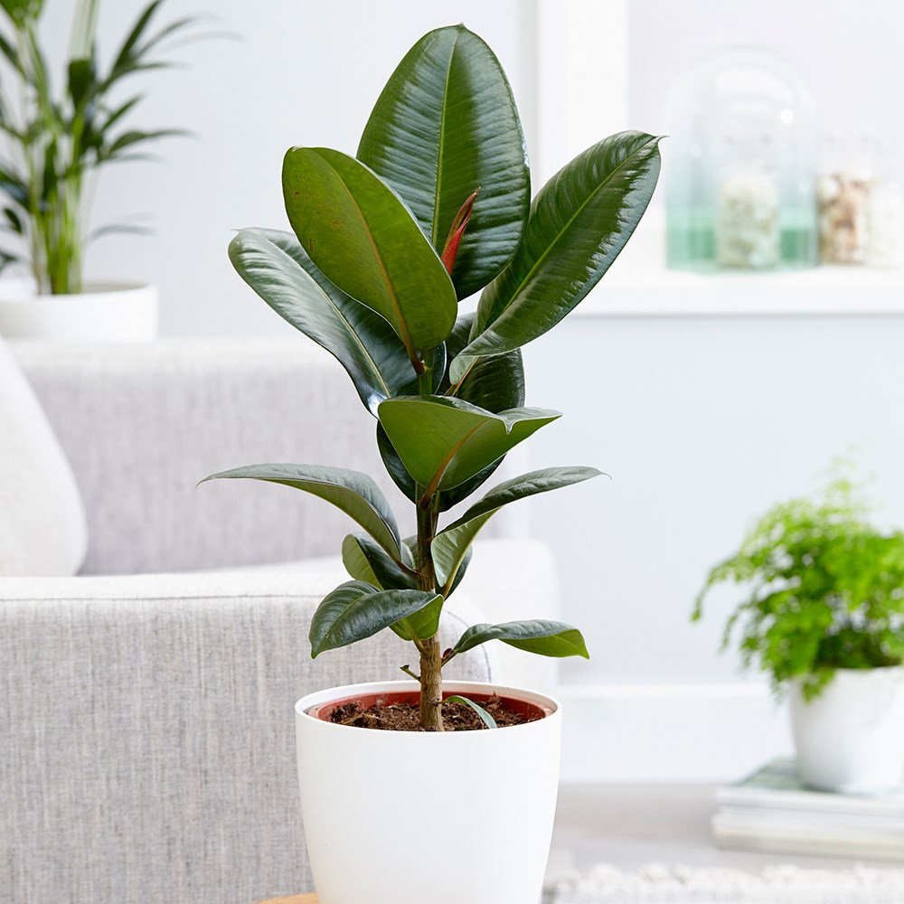 Ficus elastica Robusta | Rubber Plant