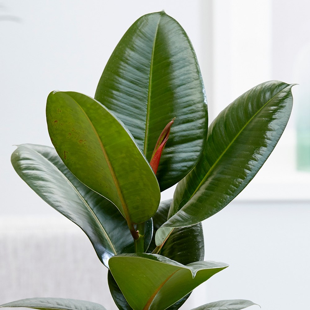 Ficus elastica Robusta | Rubber Plant