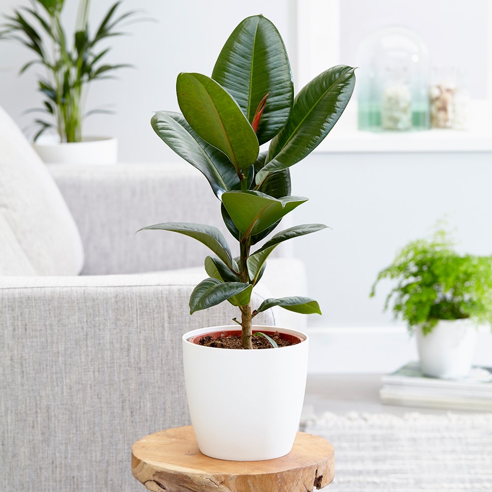 Ficus elastica 'Robusta' | Rubber Plant
