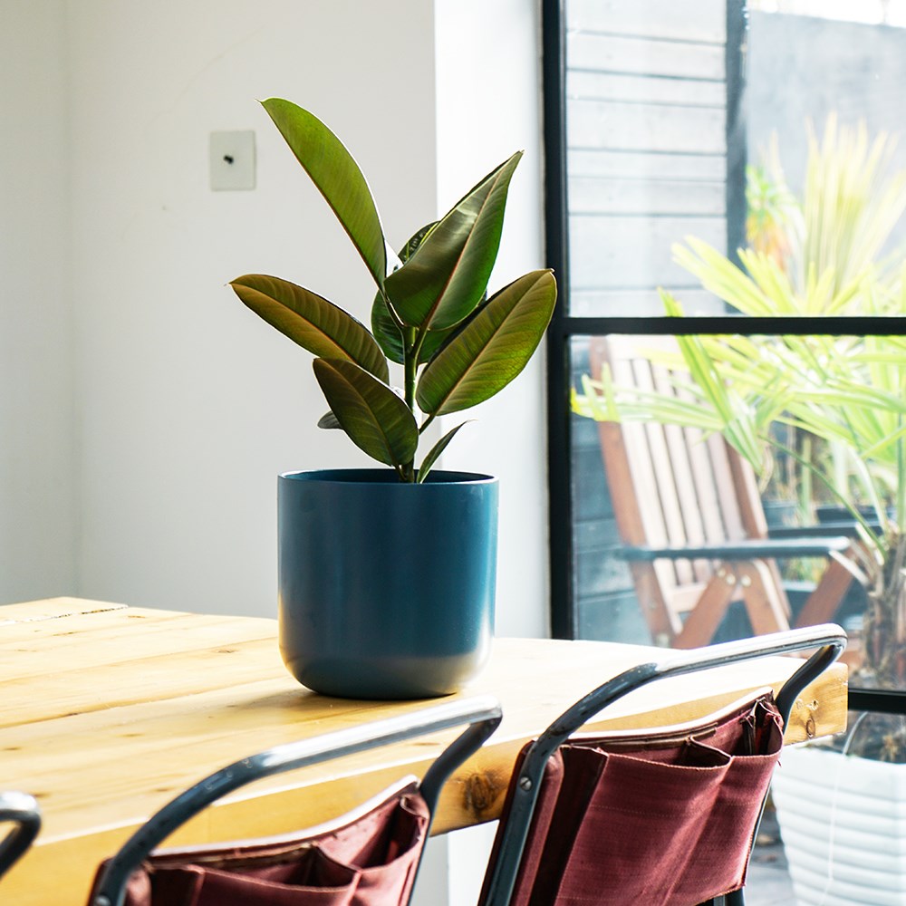 Ficus elastica Robusta | Rubber Plant