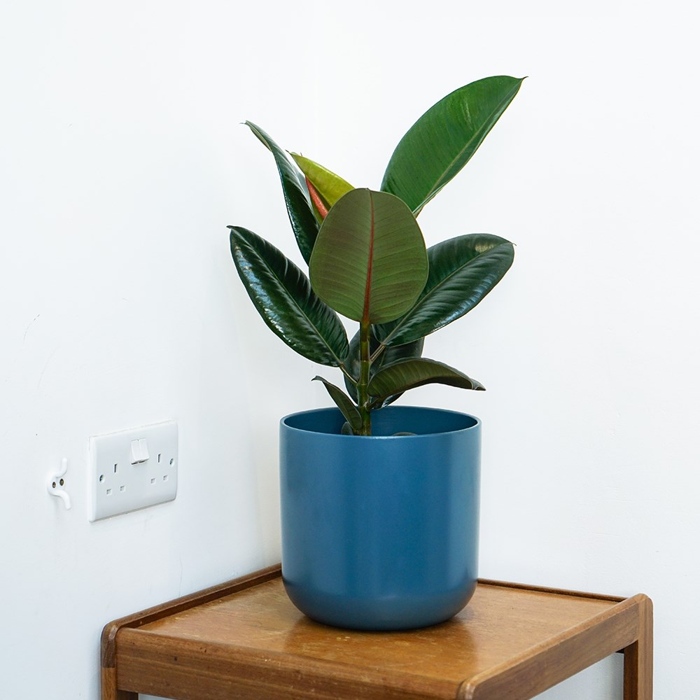 Ficus elastica Robusta | Rubber Plant