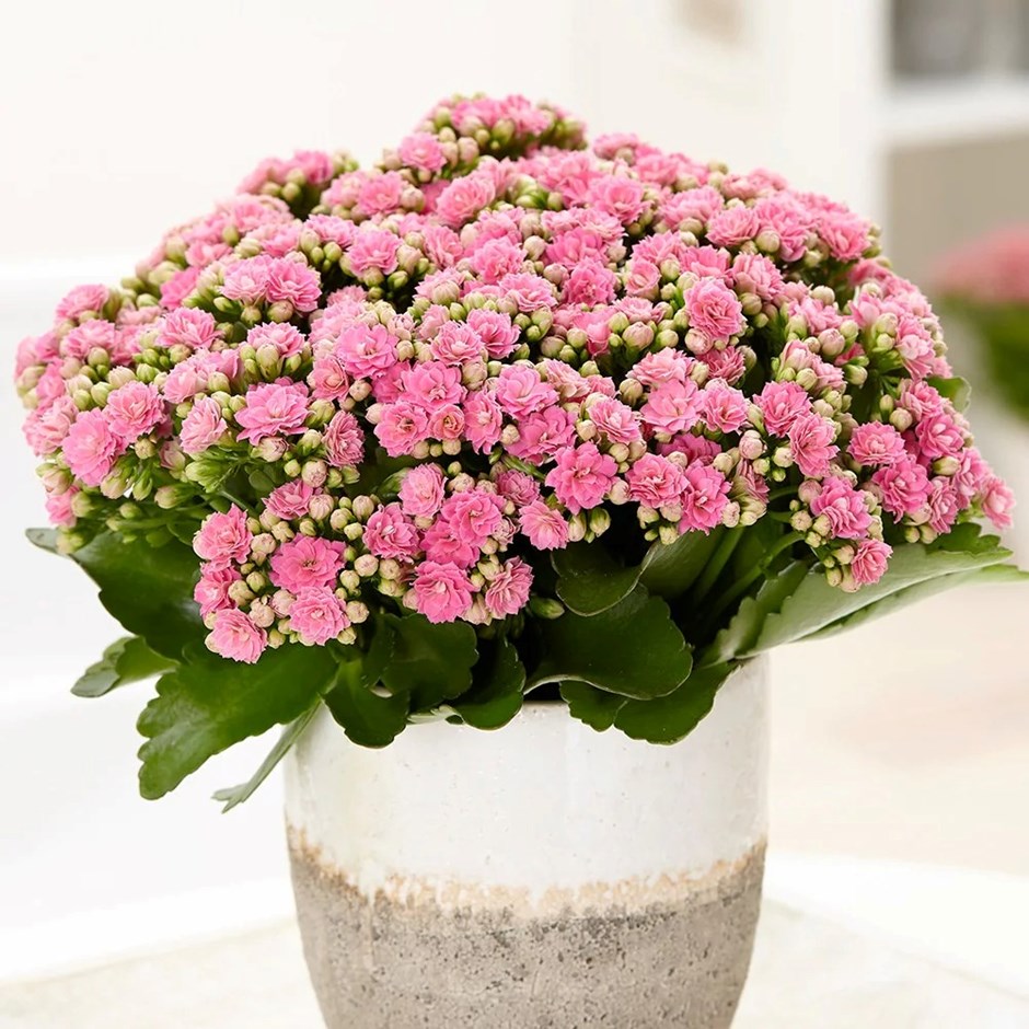 Kalanchoe Don Nando | Pink Flaming Katy