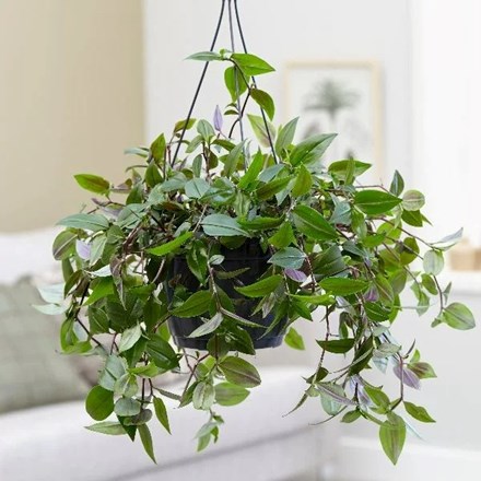 Tradescantia 'Green Hill' | Moses in the Cradle | 18cm Hanging Pot