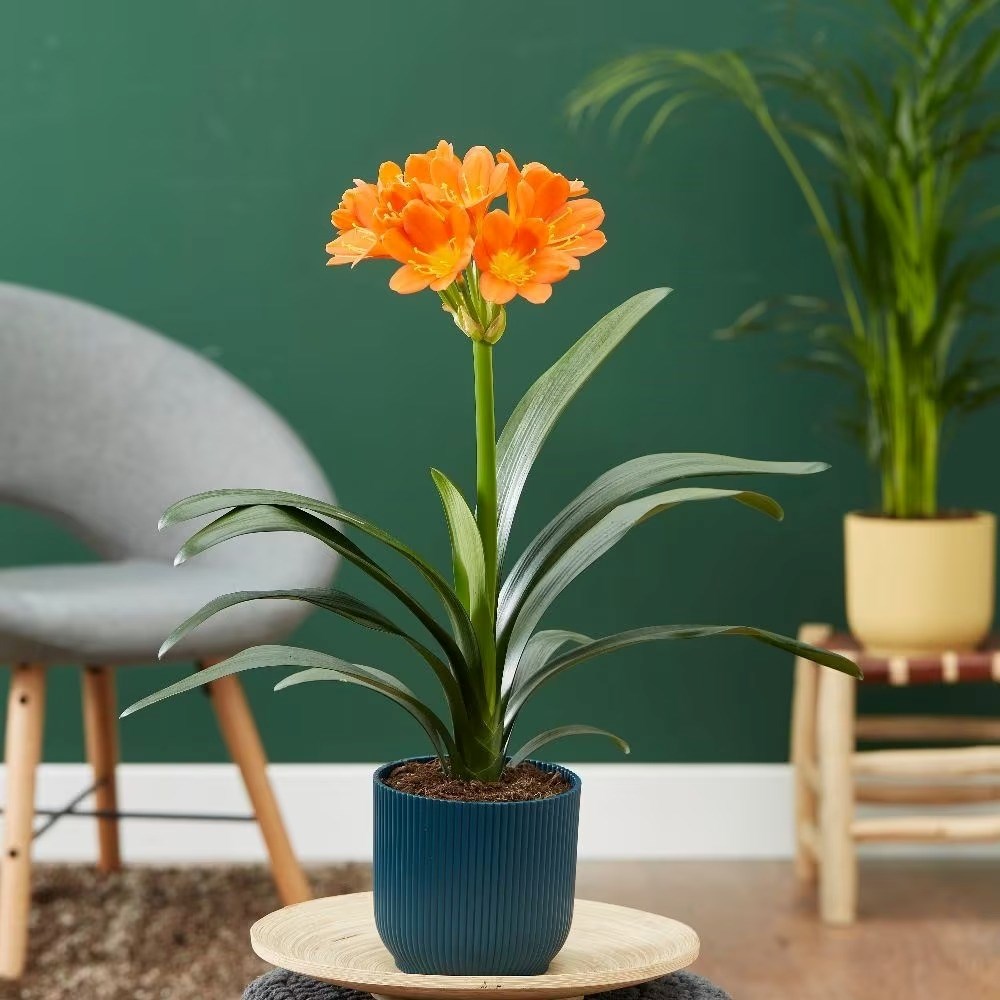 Clivia Miniata | Natal Lily