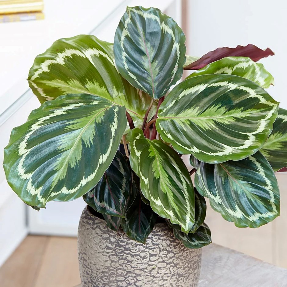 Calathea Medallon | Goeppertia Medaillon | The Zebra Plant