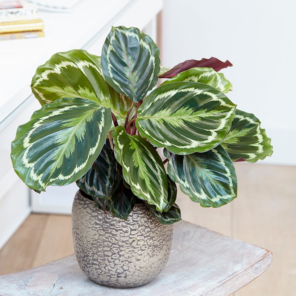 Calathea Medallon | Goeppertia Medaillon | The Zebra Plant