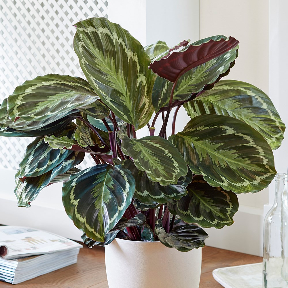 Calathea Medallon | Goeppertia Medaillon | The Zebra Plant