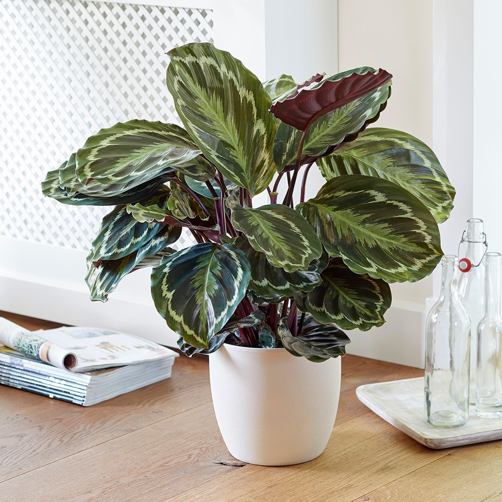 Calathea Medallon | Goeppertia Medaillon | The Zebra Plant