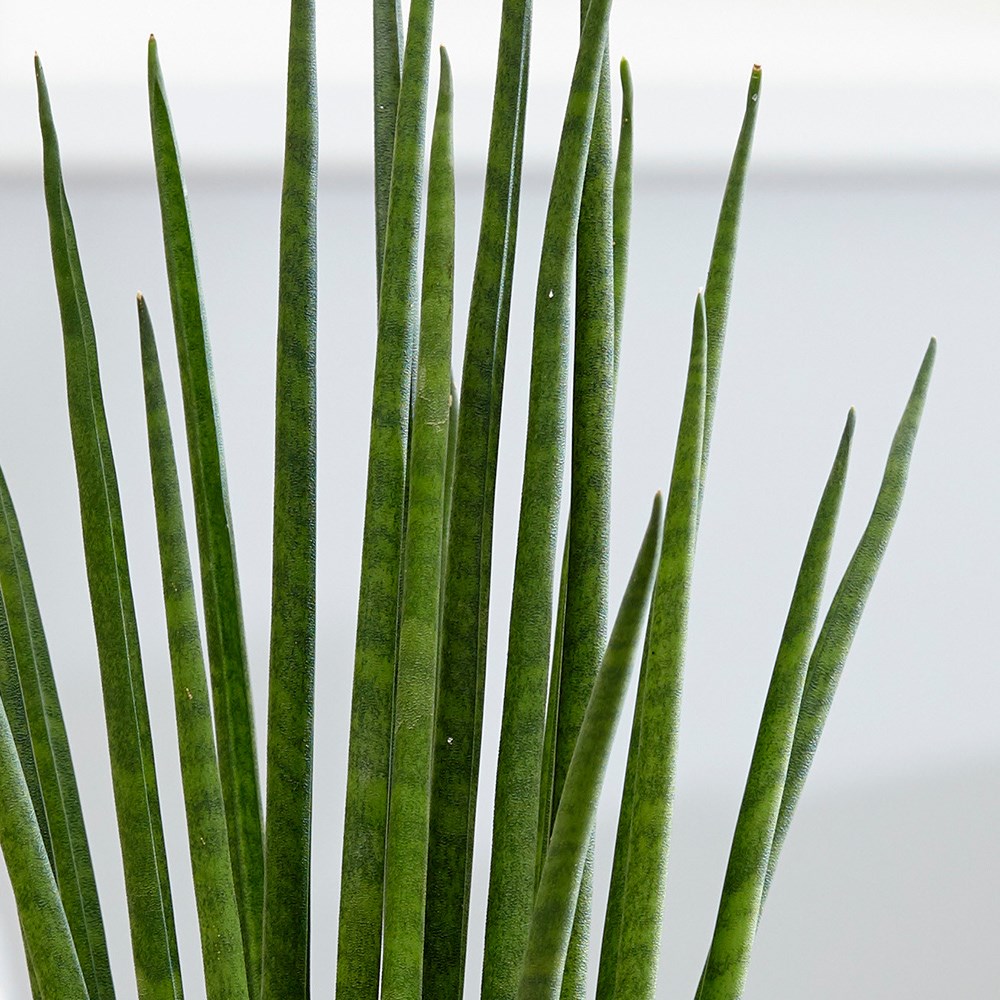 Sansevieria Bacularis Mikado | Snake Plant