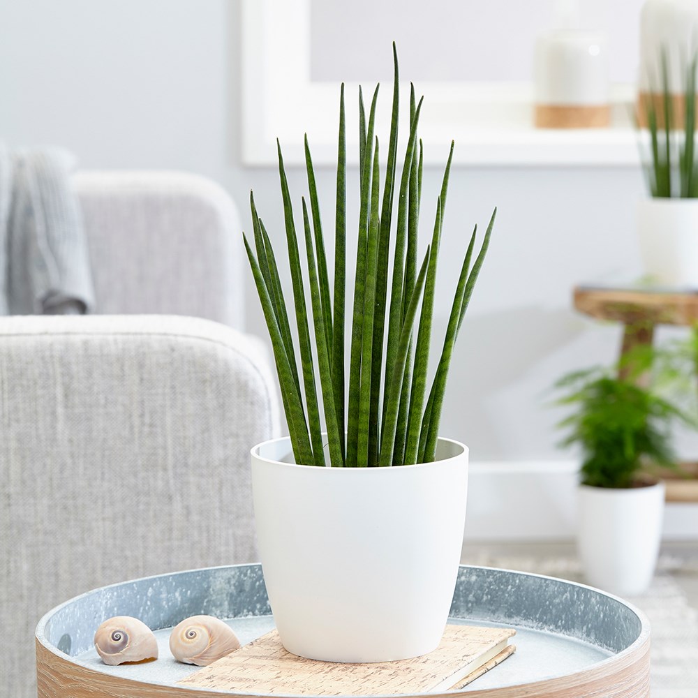 Sansevieria Bacularis Mikado | Snake Plant