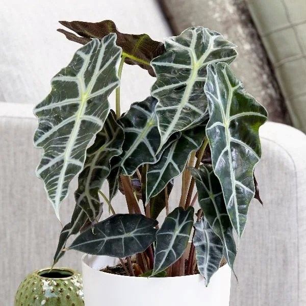 Alocasia × Amazonica Polly | Elephants Ears