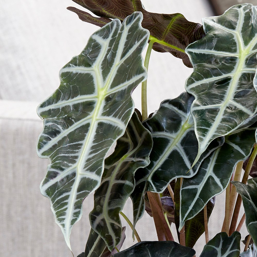 Alocasia × Amazonica Polly | Elephants Ears