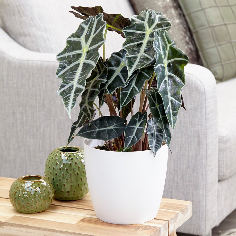 Alocasia × Amazonica Polly | Elephants Ears