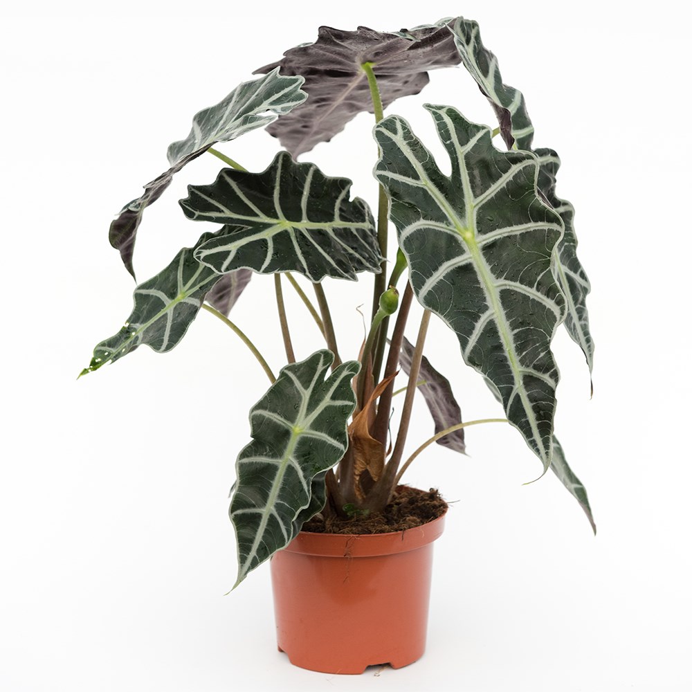 Alocasia × Amazonica Polly | Elephants Ears
