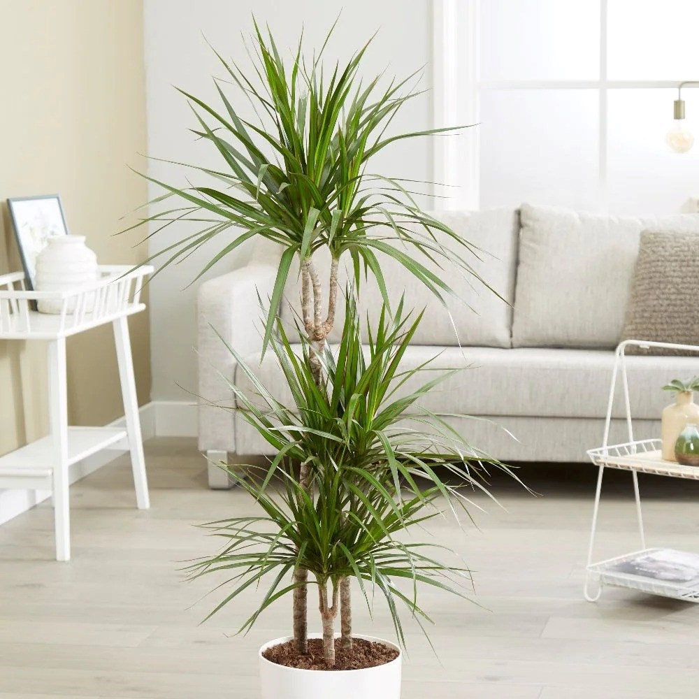 Dracaena Marginata | Dragon Tree
