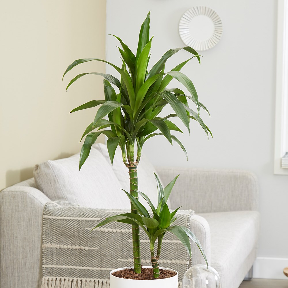 Dracaena Fragrans Janet Craig | Dragon Tree