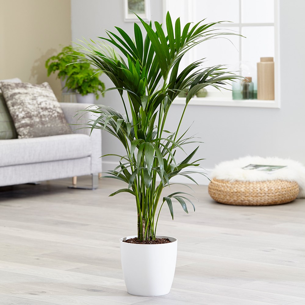 Howea Forsteriana | Kentia Palm