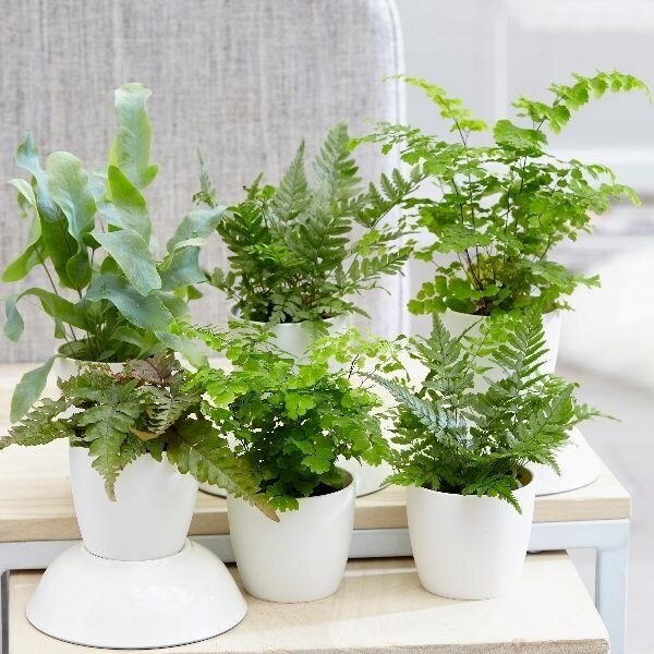 Fern Starter Collection