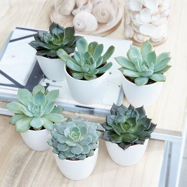 Echeveria | Hen And Chicks Succulent