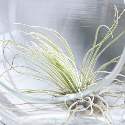 Tillandsia argentea | Air Plant
