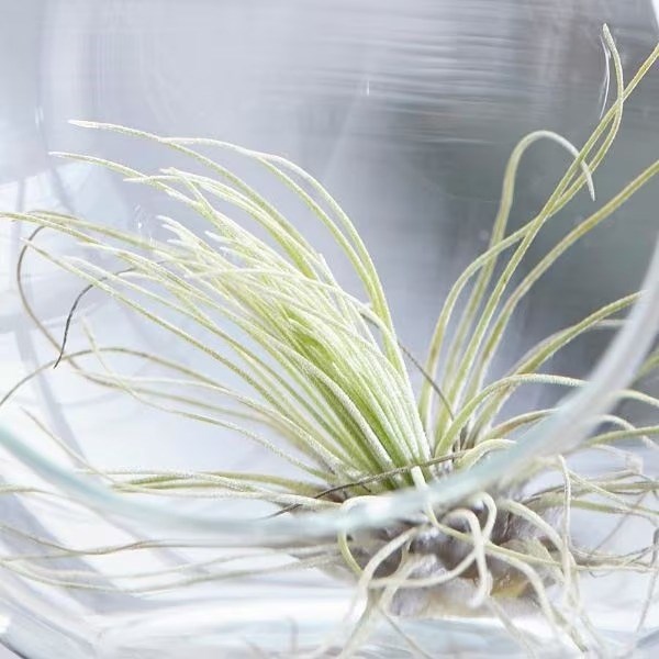 Tillandsia argentea | Air Plant